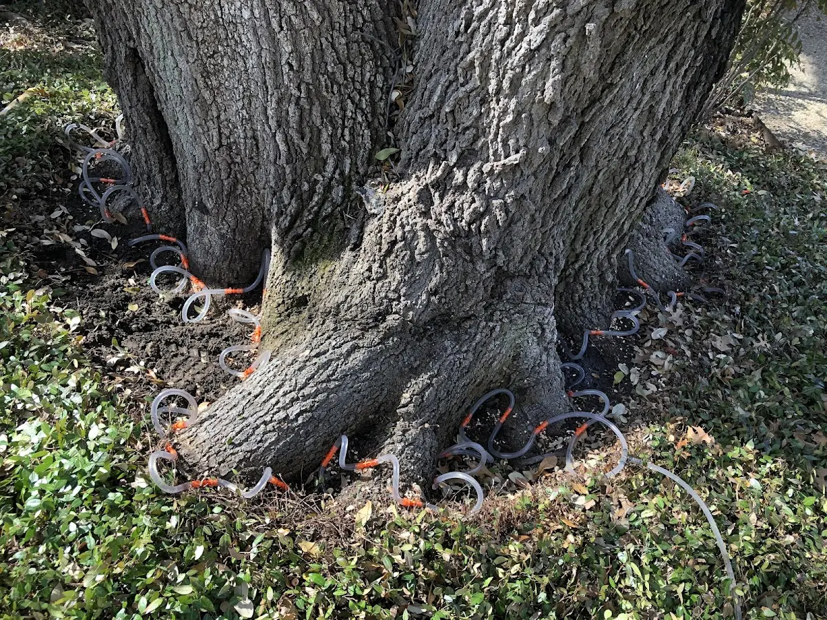 Detailed Tree Cabling and Bracing job site in Arnold
