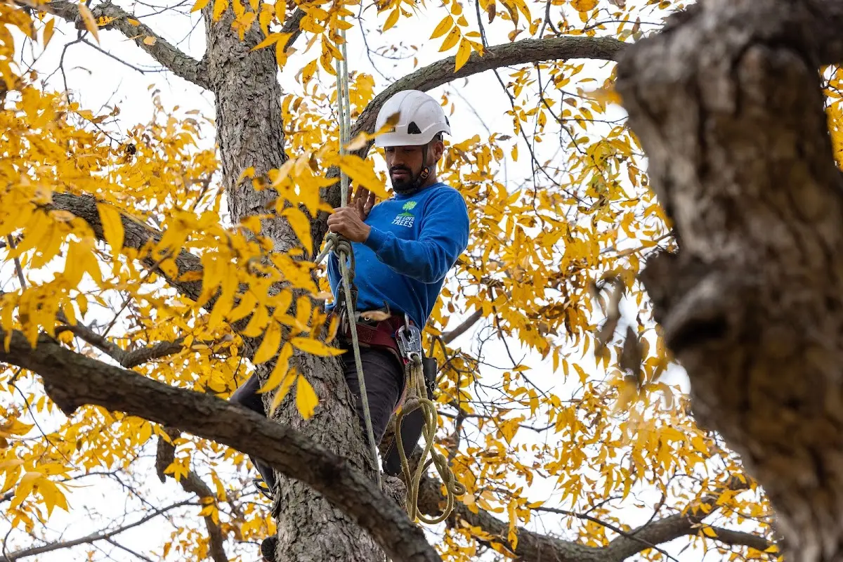 Skilled Dead Tree Removal crew working in Arnold